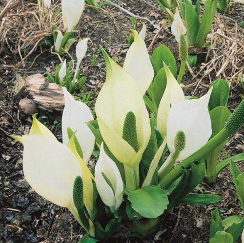 Lysichiton camtschatcensis